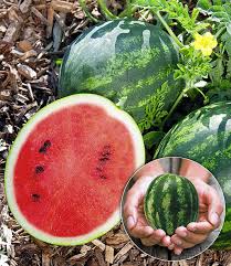 Mini Melonen Kollektion Gemuse Krauter Bei Baldur Garten