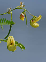 Image result for Aeschynomene leptophylla