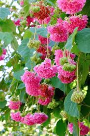Image result for Dombeya