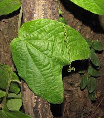Image result for Passiflora sanguinolenta