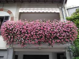 Pendenti piante verdi da interno : Piante Pendenti Da Balcone Quali Scegliere Casa Magazine