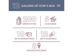 How much dairy per day. Georgia Neighbors