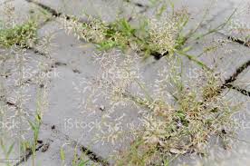 Image result for Eragrostis minor