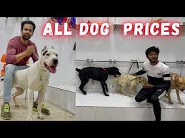 Dog Prices 2022 - All Dog Prices In Pakistan - Dog Prices in ...