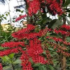 Image result for Combretum
