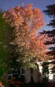 Bigtooth maple is a slow growing tree that is a perfect choice for smaller yards. Canyon Maple A Tree For The Interior West Forestry Usu