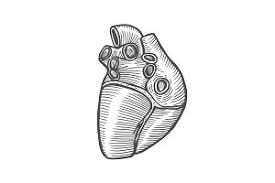 Download Human Heart Svg Pre Designed Illustrator Graphics Creative Market