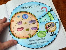 Maybe you would like to learn more about one of these? Animal Cell Foldable