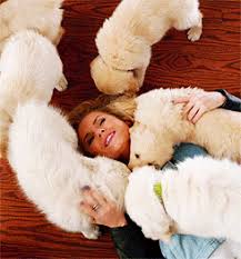 #cute #animals #running #puppy #golden retriever. Funny Gifs Golden Retriever Gif Vsgif Com