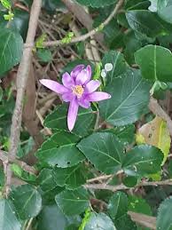 Image result for Grewia schinzii