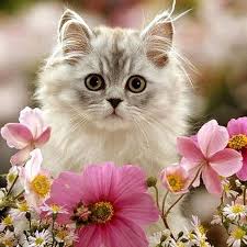 Maybe you would like to learn more about one of these? Cats And Flowers Catsnfiowers Twitter