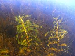 Image result for Potamogeton