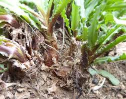 Image result for Ledebouria macowanii