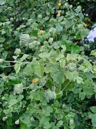 Image result for Abutilon indicum
