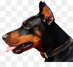 We did not find results for: Doberman Png Doberman Dog Doberman Pinscher Doberman Head Cleanpng Kisspng