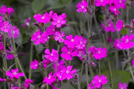 Low maintenance full sun pink perennial flowers. 32 Gorgeous Pink Perennial Flowers That Will Bloom Forever Flowers Perennials Pink Perennials Wild Flower Meadow