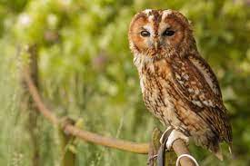 如果您的 mac 上有多个照片图库，您可以选取一个作为系统照片图库。 系统照片图库是唯一可与icloud 照片、共享的相簿和我的照片流搭 您也可以将照片同步到 ios 设备，并在 apple tv 上进行查看。 如果您要将自己的图片用作桌面图片或屏幕保护程序，则需要先将. çŒ«å¤´é¹°é£žè¿›å®¶é‡Œæ‹›è´¢å—çŒ«å¤´é¹°ä¸å‰åˆ©æ˜¯çœŸçš„å— è‡´å¯Œçƒ­