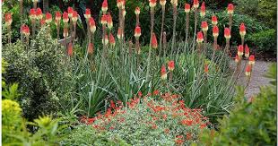 Red Hot Poker Rhs Garden Rosemoor North Devon England Uk Garden Yard Ideas Garden Devon England