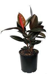 Ficus Elastica Burgundy Spring Colours