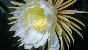 Pin On Flower Power