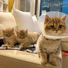 Truffle I Ve Been Sick For Months Been To Dr George S Veterinary Medical Center More Than 20 Times I M Recovering Slow Cat Playground Cool Cats Cat Lovers
