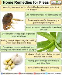 Home Remedies For Fleas Home Remedies For Fleas Flea Remedies Home Remedies