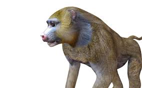 Baboon Monkey Rigged In 2020 Baboon Beagle Dog Mammals