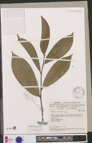 Image result for Octolepis decalepis