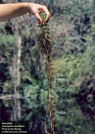 Image result for Limnophila