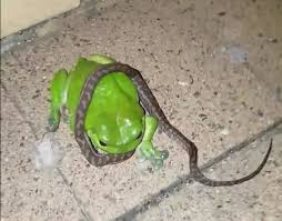 This frog is well known for its tame behavior, and its habit of living in or near buildings. Green Tree Frog Turns A Baby Python Into A Snack Video Predator Vs Prey Earth Touch News