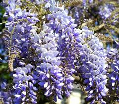 Spring and fall are ideal times to plant although as long as the conditions. Chinese Wisteria Vine Growing Information And Plant Care Tips