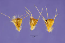 Image result for Chloris mossambicensis