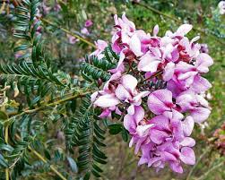 Image result for Virgilia