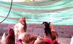 Gallo con gallinas en un gallinero