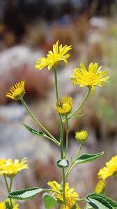 Image result for Anisopappus chinensis