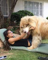 What is an alaskan malamute? Giant Red White Alaskan Malamute Giant Alaskan Malamute Alaskan Malamute Red Dogs