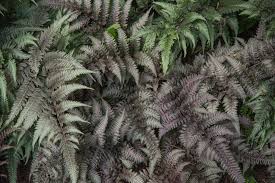 Image result for Athyrium newtonii