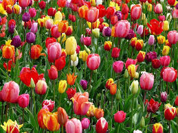 In the southern hemisphere, the march equinox marks the start of autumn, while the september equinox marks the start of spring. Happy First Day Of Spring 5 Things To Know About The Spring Equinox Entertainment Life The Florida Times Union Jacksonville Fl