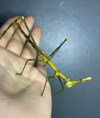 Image result for Pseudoprosopis