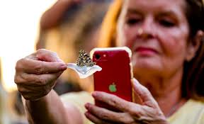 Gabby Petito: Butterfly release and candle vigil to honor teen