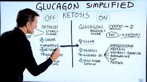 It works to raise the concentration of glucose and fatty acids in the bloodstream. Dr Eric Berg In This Video I Discuss Glucagon