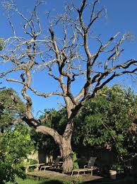 We service all of metropolitan kansas city including the communities of overland park, olathe, lee summit for all tree service needs. Kansas City Metro Overland Park And Johnson County Areas Archives Kansas City Tree Service