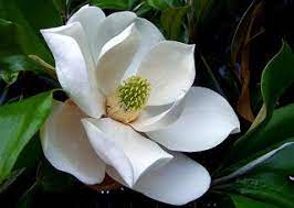Environmental Science Blog Plants Trees And Flowers Magnolia Grandiflora White Flowering Trees Flowering Trees