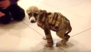 They Gave A Sick Puppy A Peaceful Place To Die But She Lived Instead Sick Puppies Puppies Kindness To Animals