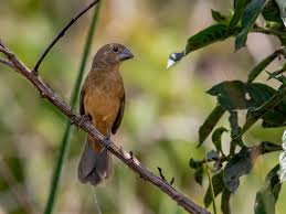 Image result for Oldenlandia angolensis