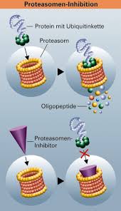 Enzymes that help such reactions are called proteases. Chemienobelpreis 2004 Proteinabbau