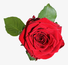 Green rose frame isolated on white background and clipping path. Red Rose With Green Leaves Rode Roos In Bloei Png Transparent Png 785x720 Free Download On Nicepng