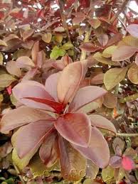 Image result for Synadenium cameronii