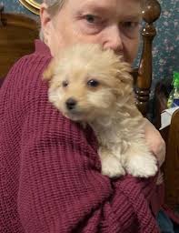 JODI HIGHBARGER Obituary