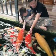 Follow Littlefishhub For More Turn On Post Notifications Tag Some Friends Videoby Unknown Monsterfish R Koi Fish Koi Koi Fish Pond